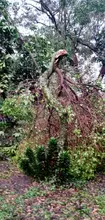 Cierran Ecoparque Písanos por afectaciones arbóreas