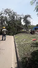 Deficiente desarrollo radicular ocasionó la caída de árboles en Cali 