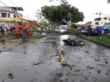 Deficiente desarrollo radicular ocasionó la caída de árboles en Cali 