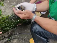En cintura los agresores al medio ambiente urbano