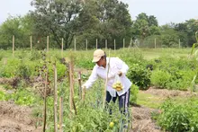 Huertas Urbanas del Jarillón del río Cauca impresionaron a delegados de ONU Hábitat