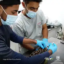 Entrega voluntaria de Tigrillo víctima de tráfico de fauna