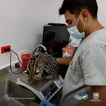 Entrega voluntaria de Tigrillo víctima de tráfico de fauna