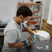 Entrega voluntaria de Tigrillo víctima de tráfico de fauna
