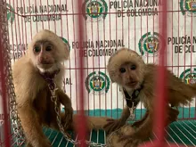 Nueva acción contra el tráfico y maltrato animal
