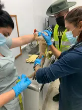 Nueva acción contra el tráfico y maltrato animal