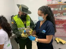 Nueva acción contra el tráfico y maltrato animal