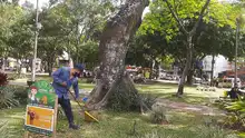 Alcaldía previene caída de árboles en temporada invernal