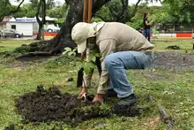 Alcaldía previene caída de árboles en temporada invernal