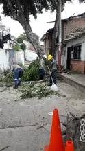 Alcaldía previene caída de árboles en temporada invernal