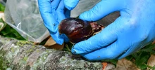 32.655 caracoles africanos se han recolectado en un trimestre 