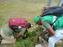 32.655 caracoles africanos se han recolectado en un trimestre 