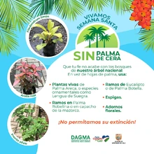 Vivamos Semana Santa sin Palma de Cera