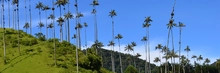 Palma de cera