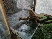 Nuevo golpe a la tenencia y tráfico de fauna en Cali