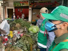 Incrementan acciones de control para proteger la palma de cera