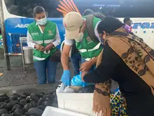 Positivo balance de control al tráfico de especies en Semana Santa