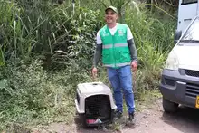 Zorro cañero retornó a su hábitat en el cerro de las Tres Cruces