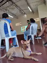 Alcaldía de Cali realiza talleres pedagógicos por el bienestar animal