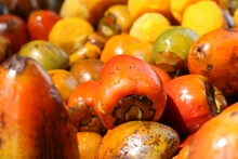 Este viernes, disfruta la gran final del ‘Auténtico Sabor Caleño’
