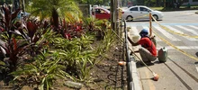 Recuperan ambientalmente separadores viales