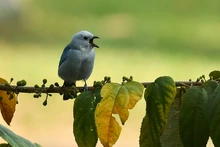 Cali, destino de las aves migratorias  