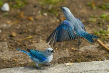Cali, destino de las aves migratorias  
