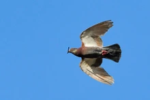 Cali, destino de las aves migratorias  