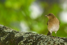 Cali, destino de las aves migratorias  