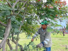 Atención permanente a árboles en riesgo en Cali