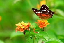 Parque Ambiental Corazón de Pance, protección de la diversidad biológica