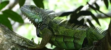 Parque Ambiental Corazón de Pance, protección de la diversidad biológica