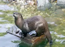 Parque Ambiental Corazón de Pance, protección de la diversidad biológica