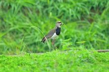 Parque Ambiental Corazón de Pance, protección de la diversidad biológica