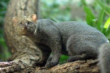 Parque Ambiental Corazón de Pance, protección de la diversidad biológica