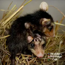 Parque Ambiental Corazón de Pance, protección de la diversidad biológica