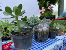 Participamos en la celebración del Día del Campesino 