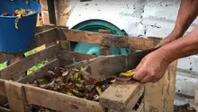 La Educación Ambiental hace parte del plan curricular de las instituciones educativas oficiales de Cali