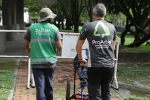 Tecnología de avanzada para el diagnóstico de árboles en Cali  