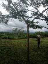 Riqueza forestal del Parque Ambiental Corazón de Pance   
