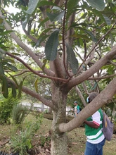 Riqueza forestal del Parque Ambiental Corazón de Pance   