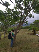 Riqueza forestal del Parque Ambiental Corazón de Pance   