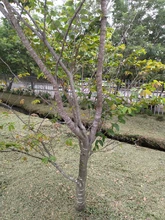 Riqueza forestal del Parque Ambiental Corazón de Pance   