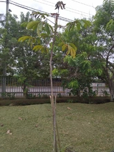 Riqueza forestal del Parque Ambiental Corazón de Pance   