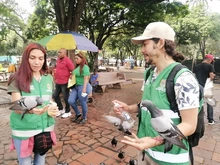DAGMA inició acciones de protección y cuidado  a palomas del centro de Cali