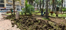 Con renovación del césped, avanza plan de intervención y recuperación de la Plaza de Cayzedo