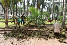 Adelantos en la recuperación ambiental de la Plaza de Cayzedo