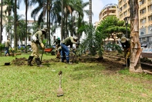 Adelantos en la recuperación ambiental de la Plaza de Cayzedo