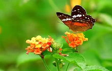 mariposa