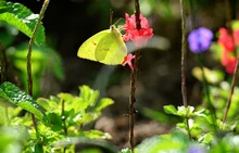 mariposa
